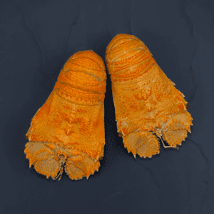 Moreton Bay Bugs (cooked)