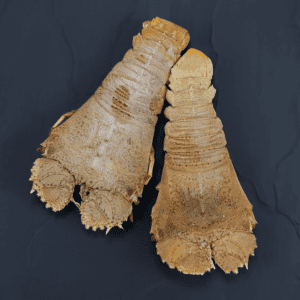 Moreton Bay Bugs (green)