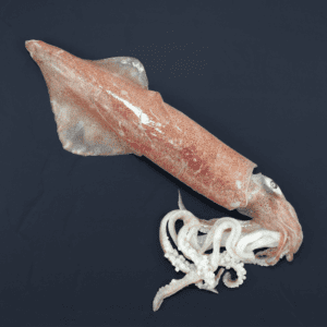Squid (whole)