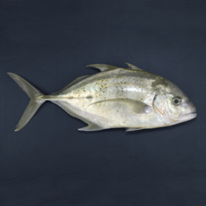 Tea-Leaf Trevally (fillet)